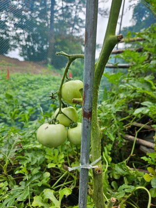 고흥과역 서인님의 🌧️7월 내 작물 자랑하기 · 참여글 작성글 사진