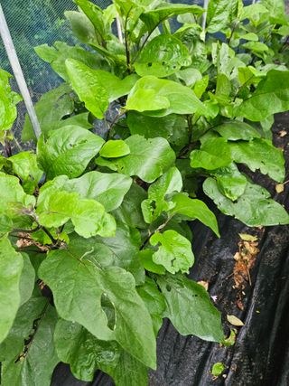 고흥과역 서인님의 🌧️7월 내 작물 자랑하기 · 참여글 작성글 사진