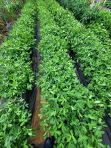 팜모닝 🌧️7월 내 작물 자랑하기·참여글 게시글 이미지