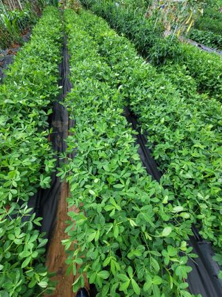 성훈경님의 🌧️7월 내 작물 자랑하기 · 참여글 작성글 사진