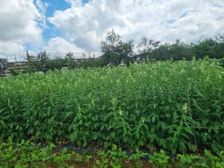 정환기님의 🌧️7월 내 작물 자랑하기 · 참여글 작성글 사진