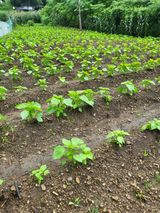 팜모닝 🌧️7월 내 작물 자랑하기·참여글 게시글 이미지