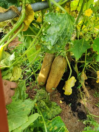 문정주님의 🌧️7월 내 작물 자랑하기 · 참여글 작성글 사진