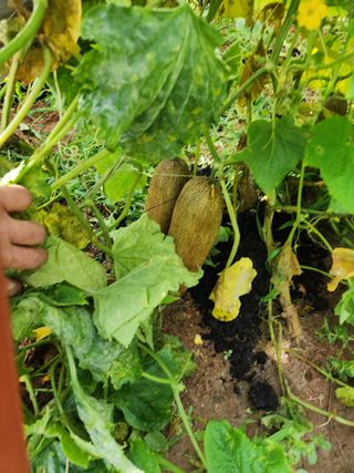 문정주님의 🌧️7월 내 작물 자랑하기 · 참여글 작성글 사진