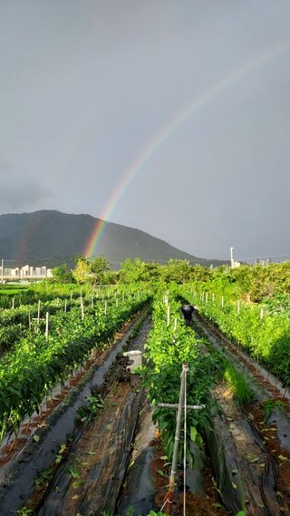 최규학님의 🌧️7월 내 작물 자랑하기 · 참여글 작성글 사진