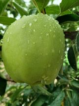 팜모닝 🌧️7월 내 작물 자랑하기·참여글 게시글 이미지