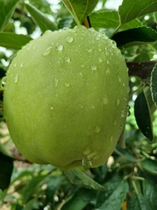 879412님의 🌧️7월 내 작물 자랑하기 · 참여글 작성글 사진