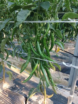 879412님의 🌧️7월 내 작물 자랑하기 · 참여글 작성글 사진