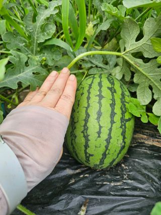 farmer님의 🌧️7월 내 작물 자랑하기 · 참여글 작성글 사진