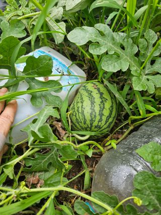 farmer님의 🌧️7월 내 작물 자랑하기 · 참여글 작성글 사진