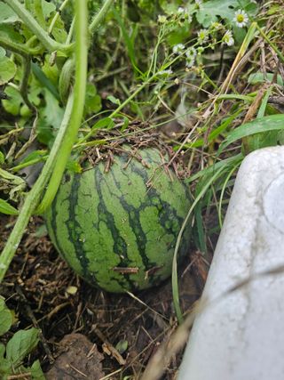 farmer님의 🌧️7월 내 작물 자랑하기 · 참여글 작성글 사진