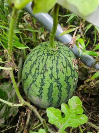 farmer님의 🌧️7월 내 작물 자랑하기 · 참여글 작성글 사진