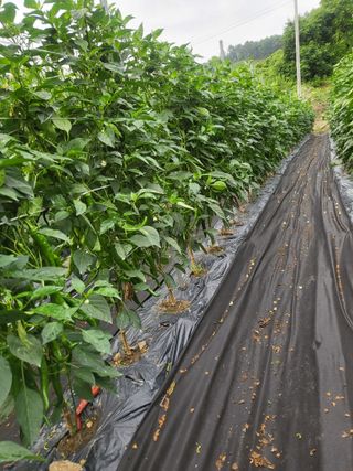 바람소리님의 🌧️7월 내 작물 자랑하기 · 참여글 작성글 사진
