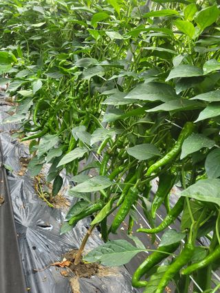 바람소리님의 🌧️7월 내 작물 자랑하기 · 참여글 작성글 사진