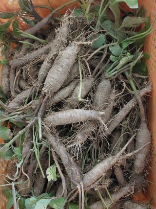 더덕님의 자유주제 · 자유게시판 작성글 사진