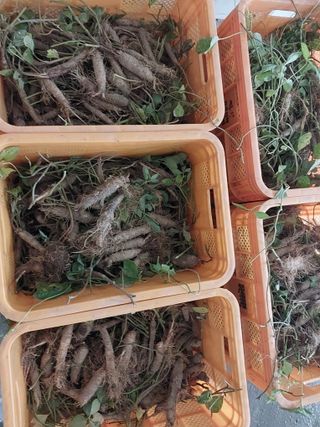 더덕님의 자유주제 · 자유게시판 작성글 사진