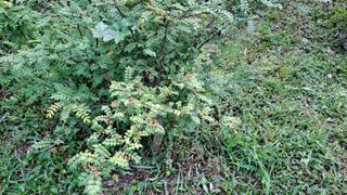 (힐링따오기쉼터)님의 🌧️7월 내 작물 자랑하기 · 참여글 작성글 사진