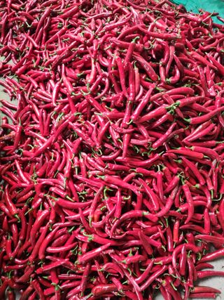 고흥거금도농부님의 고추 · 영농일지 작성글 사진