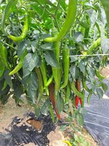 팜모닝 🌧️7월 내 작물 자랑하기·참여글 게시글 이미지