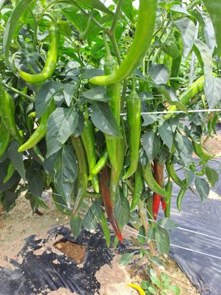 김금옥님의 🌧️7월 내 작물 자랑하기 · 참여글 작성글 사진