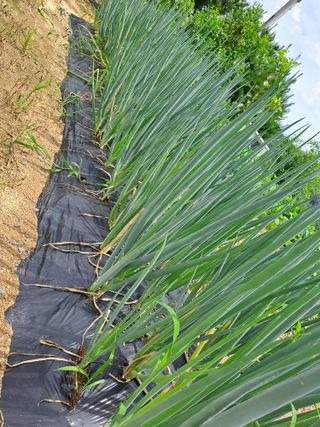 김금옥님의 🌧️7월 내 작물 자랑하기 · 참여글 작성글 사진