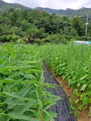 김금옥님의 🌧️7월 내 작물 자랑하기 · 참여글 작성글 사진