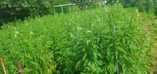 0109692248님의 🌧️7월 내 작물 자랑하기 · 참여글 작성글 사진