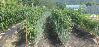 0109692248님의 🌧️7월 내 작물 자랑하기 · 참여글 작성글 사진