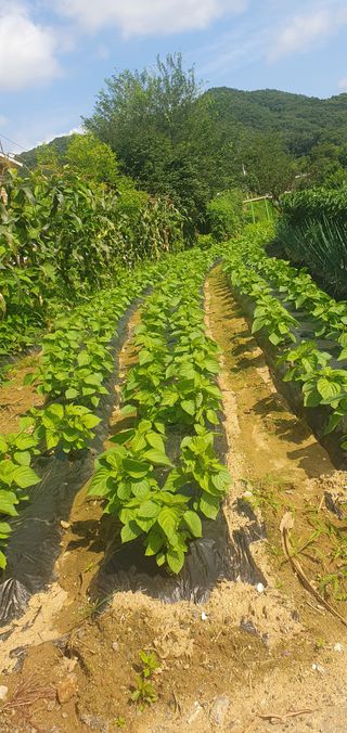 0109692248님의 🌧️7월 내 작물 자랑하기 · 참여글 작성글 사진