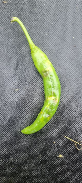 비천무님의 농사, 무엇이든 물어보세요! · 참여글 작성글 사진