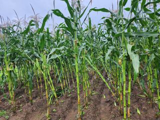 강촌지기님의 자유주제 · 자유게시판 작성글 사진