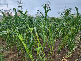 강촌지기님의 자유주제 · 자유게시판 작성글 사진