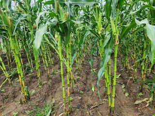 강촌지기님의 자유주제 · 자유게시판 작성글 사진