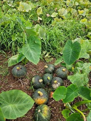 고북면공심채 농인님의 자유주제 · 자유게시판 작성글 사진