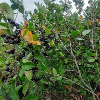 고북면공심채 농인님의 자유주제 · 자유게시판 작성글 사진