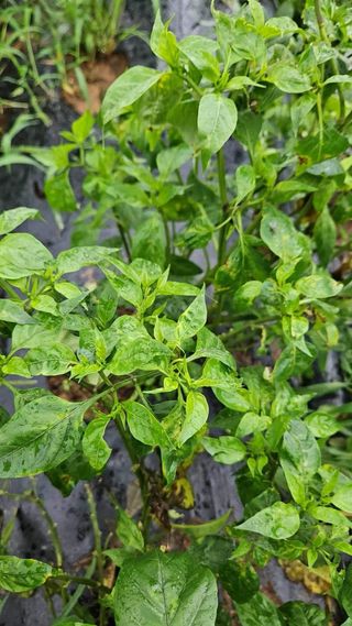 고북면공심채 농인님의 자유주제 · 자유게시판 작성글 사진