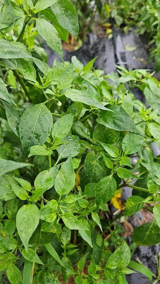 고북면공심채 농인님의 자유주제 · 자유게시판 작성글 사진