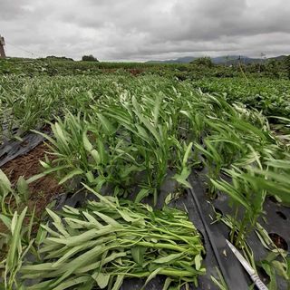 고북면공심채 농인님의 자유주제 · 자유게시판 작성글 사진