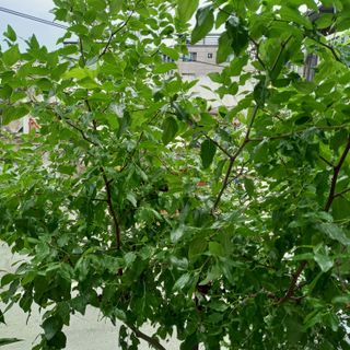 박철용 님의 농사, 무엇이든 물어보세요! · 참여글 작성글 사진