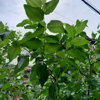 박철용 님의 농사, 무엇이든 물어보세요! · 참여글 작성글 사진