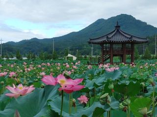 착한농부 안병하님의 고추 · 영농일지 작성글 사진