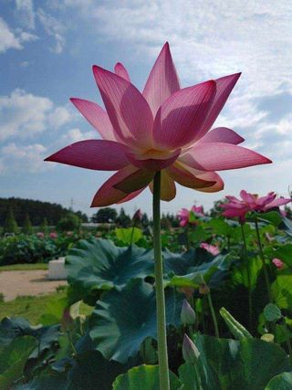 착한농부 안병하님의 고추 · 영농일지 작성글 사진
