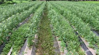 조용욱 용강농원님의 참깨 · 영농일지 작성글 사진