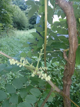 이상돈님의 두릅 · 영농일지 작성글 사진