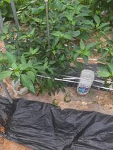 팜모닝 고추·병해충상담 게시글 이미지