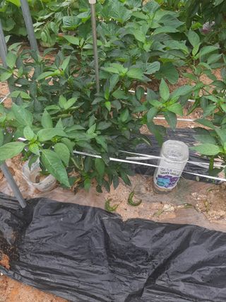 오세복님의 고추 · 병해충상담 작성글 사진