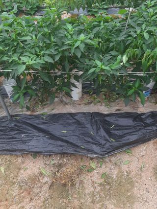 오세복님의 고추 · 병해충상담 작성글 사진