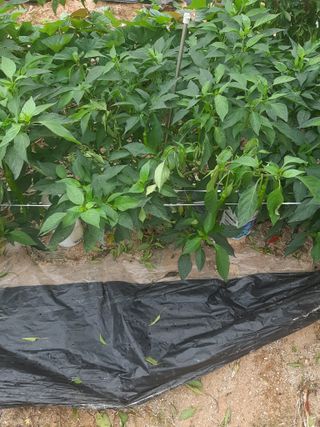 오세복님의 고추 · 병해충상담 작성글 사진