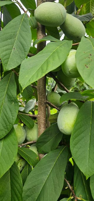 포포나무학교한치원님의 자유주제 · 자유게시판 작성글 사진