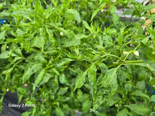 뚝방님의 고추 · 병해충상담 작성글 사진